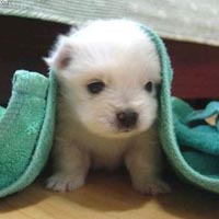 trop mignon
