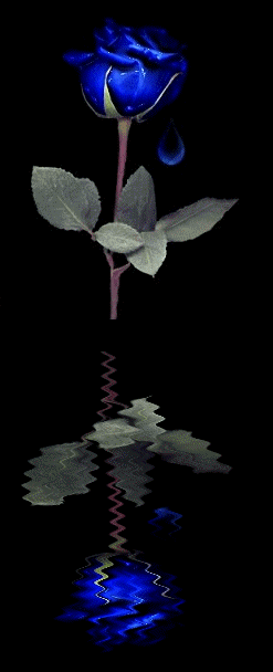 rose bleu