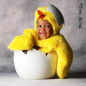 joli petit poussin