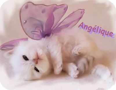 petit chaton