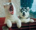 ils sont trop cutes !!!