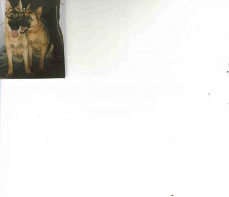 mes chiens