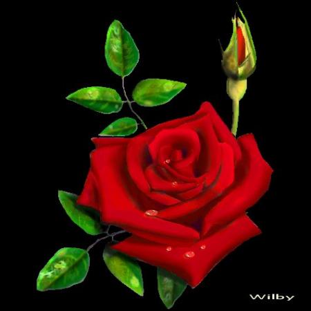 rose