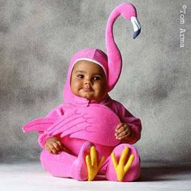 petit flamant rose